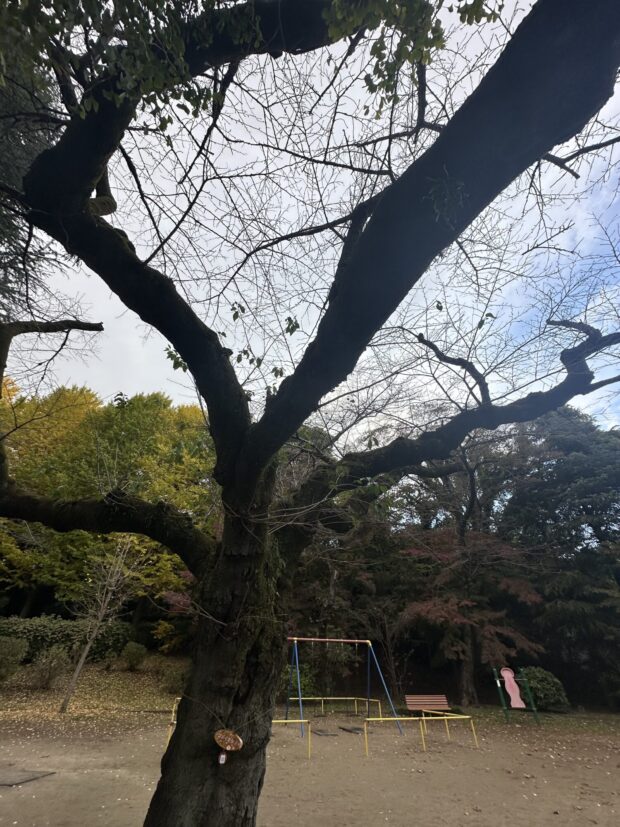ソメイヨシノ