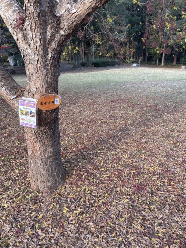 カイノキ