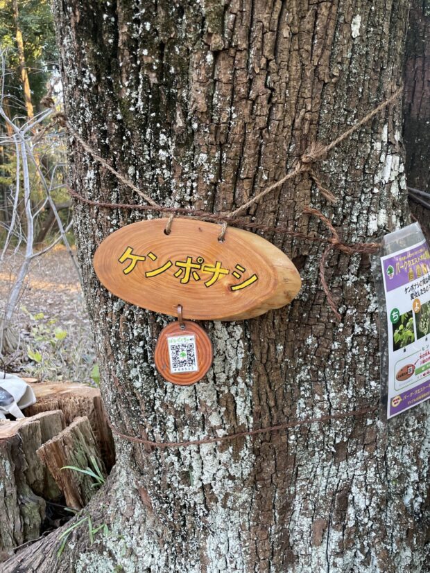 ケンポナシ