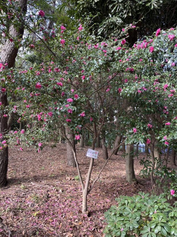 サザンカ(園芸種)